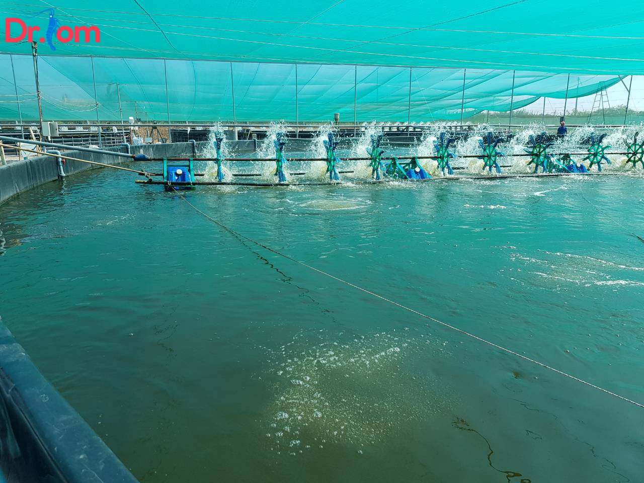 Nắm bắt được ảnh hưởng của độ mặn trong ao nuôi tôm sẽ giúp tôm sinh trưởng, phát triển đều