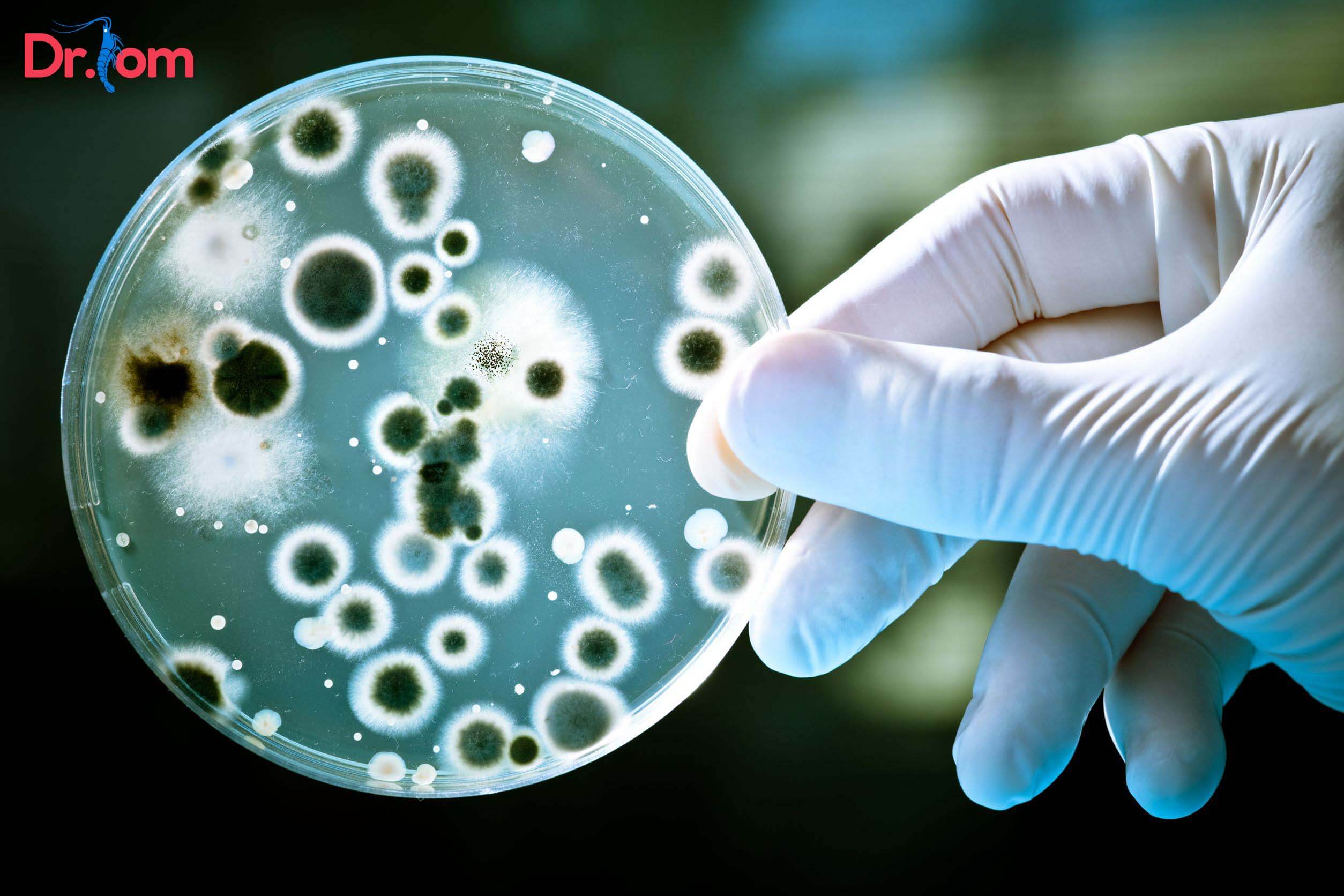 Nguyên nhân tôm thẻ bỏ ăn do bị nhiễm bệnh virus, vi khuẩn gây ra