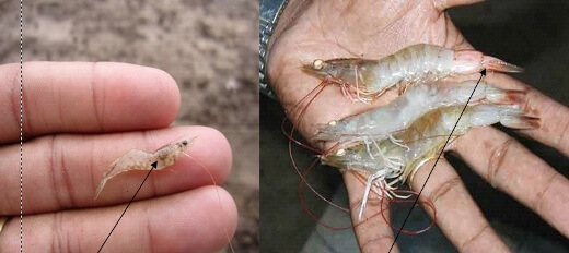 Dấu hiệu nhận biết bệnh đục cơ ở tôm thẻ chân trắng