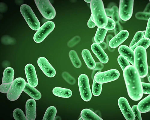 Vi khuẩn Vibrio harveyi gây bệnh phát sáng trên tôm