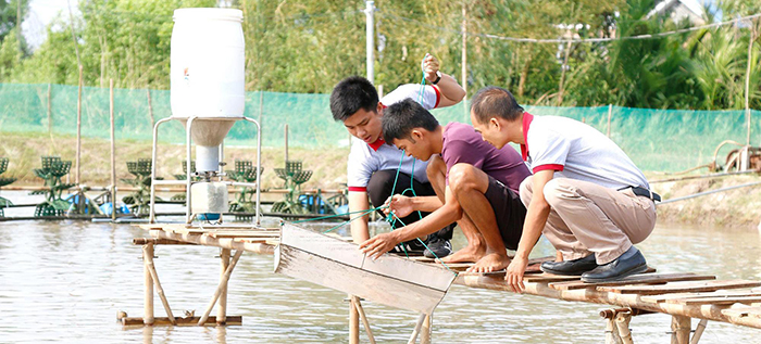 Cho ăn bằng sàng để thường xuyên theo dõi, kiểm tra xác định nguyên nhân tôm thẻ ăn yếu là gì?