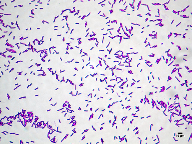 Hình ảnh  Bacillus Licheniformis
