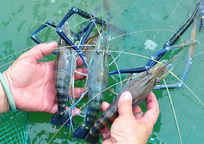 Các bệnh thường gặp ở tôm càng xanh cần được phát hiện nhanh các biểu hiện, nguyên nhân