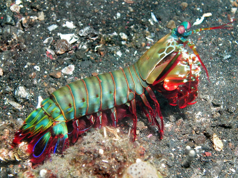 Tôm bọ ngựa biển có nhiều màu sắc khác nhau