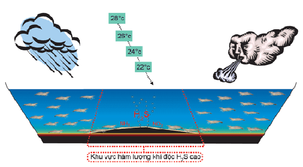 Mưa lớn khiến khí độc gia tăng - tôm chết sau mưa