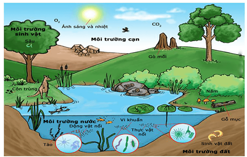 Nhiệt độ, độ ẩm, ánh sáng là những yếu tố tác động làm biến đổi môi trường sống của sinh vật