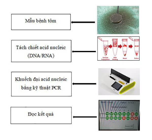  xét nghiệm PCR trong nuôi tôm an toàn sinh học