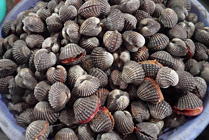 nuôi tôm kết hợp sò huyết