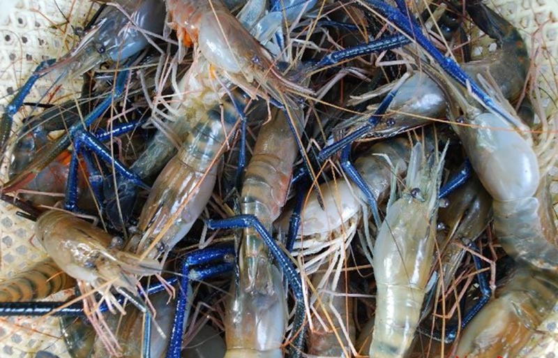 Thu hoạch tôm càng xanh với kích cỡ khoảng 50g/con